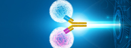 Bispecific Single-Domain Antibody fused to Monoclonal Antibody (SMAB): The Natural Form