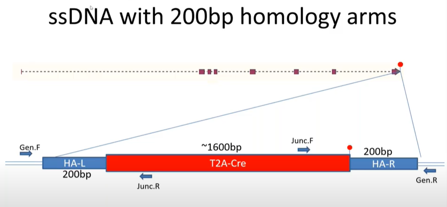 ssDNA with 200bp homology arms
