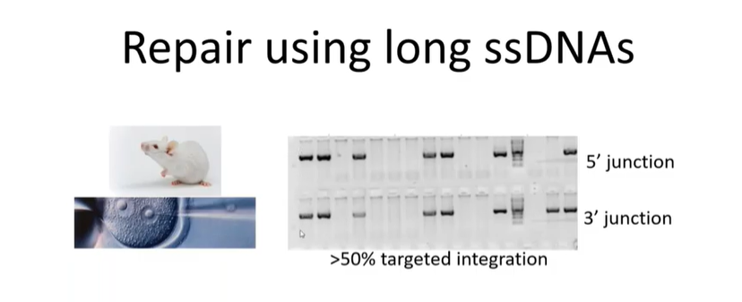 repair using long ssDNAs