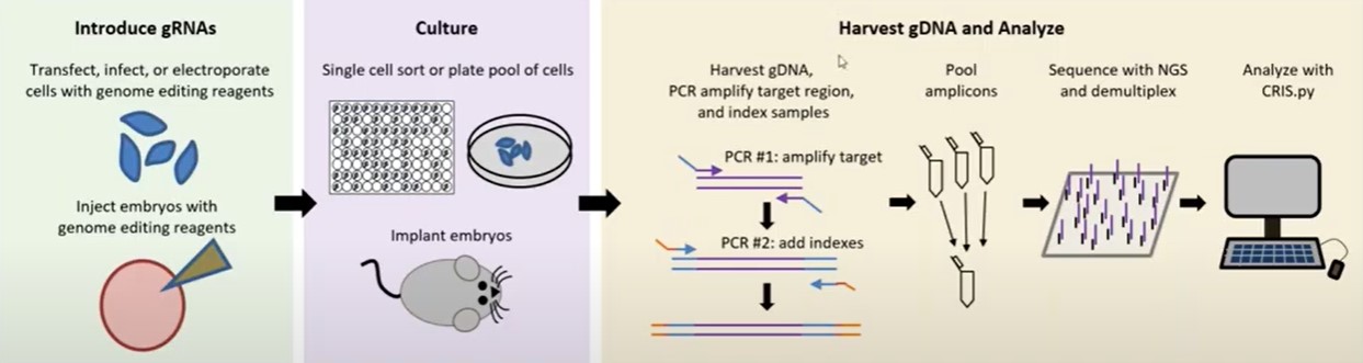 Genome Editing Workflow with Targeted NGS at CAGE