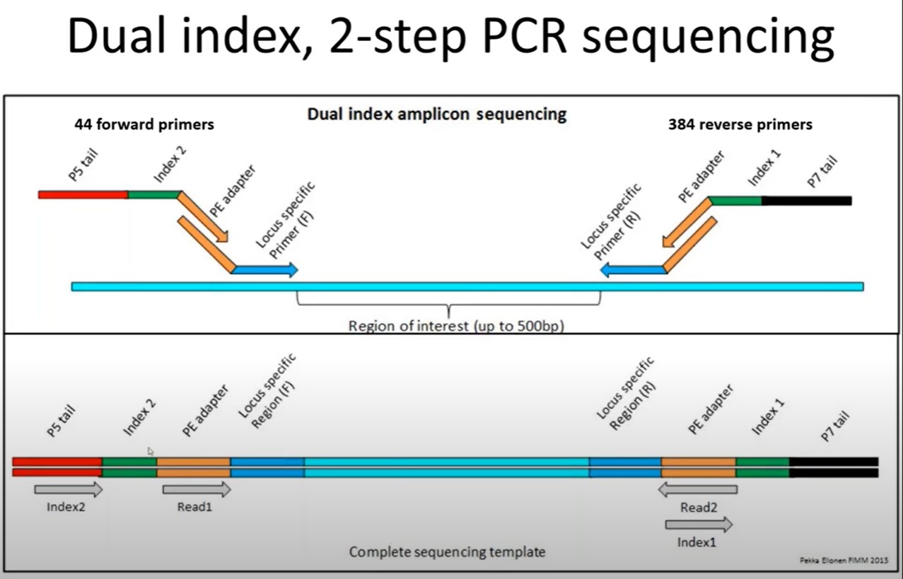 Dual index, 2 step PCR sequencing