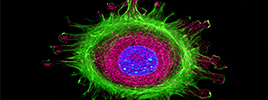3 Tips to Generate The Perfect Immunofluorescent Image