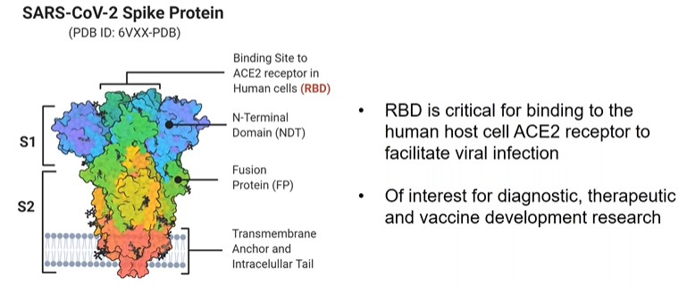 SARS-CoV-2 Antibody specific to the spike’s RBD