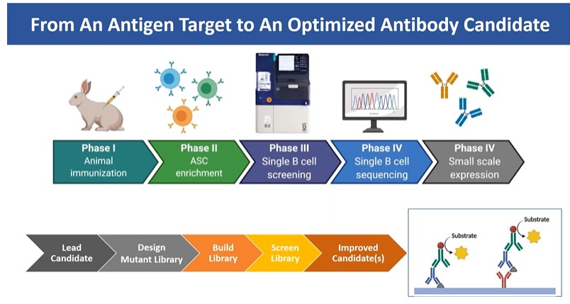 From Antigen Target to Optimized Antibody Candidate