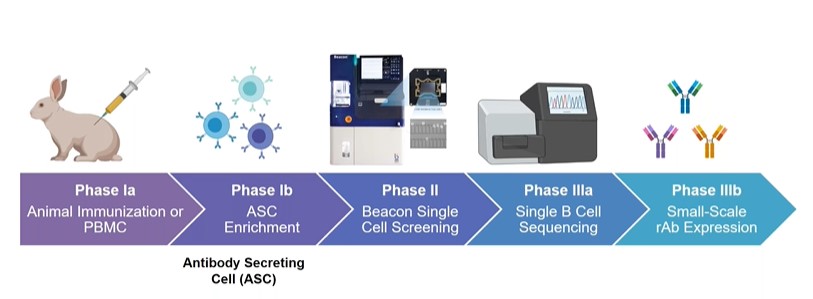 the Beacon® B cell screening platform workflow
