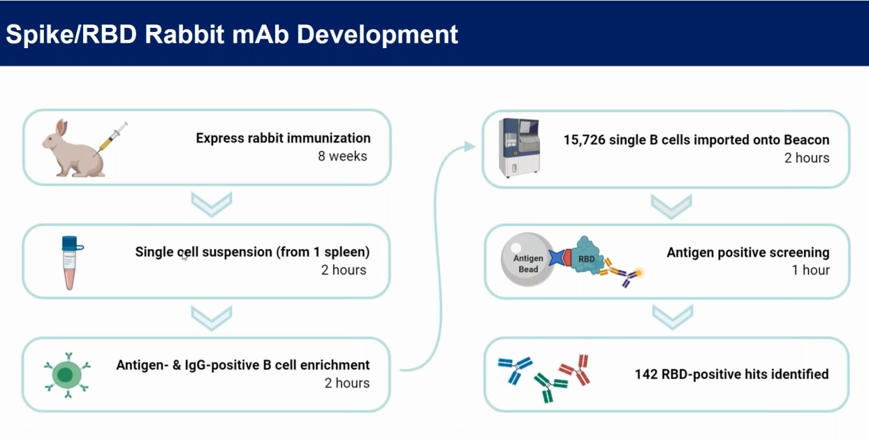 Spike-RBD Rabbit mAb Discovery