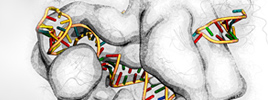 Strategies to Efficiently Generate CRISPR KO/KI Cell Lines