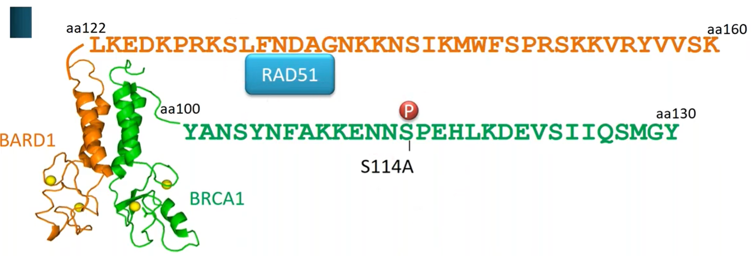 The phosphorylated S114 site in BARD1 for RAD51 interaction