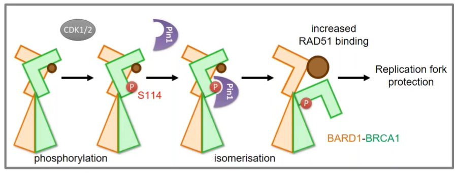 The phosphorylated S114 site interact with pin1& RAD51