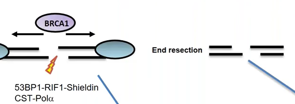 Counteract 53BP1-RIF2-Shieldin promoted by CST-Polα