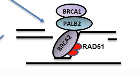 BRCA2, PALB2 and RAD51 loading onto 3’ssDNA ends