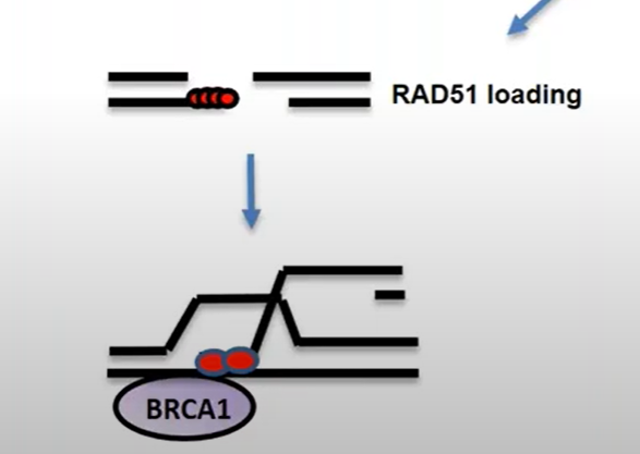 Stabilizing the synapse in the D loop