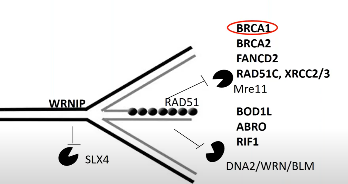 Proteins play role in replication fork protection