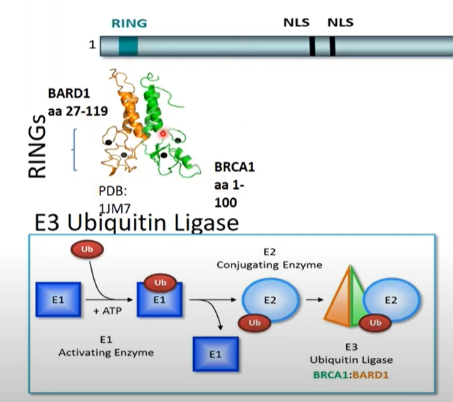 BRCA1 RING domain