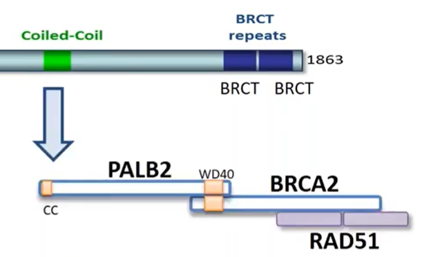 BRCA1 Coiled-Coil domain