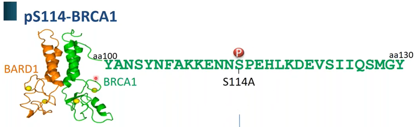 BRCA1 phosphorylation site, pS114-BRCA1