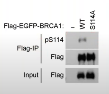 GenScript’s antibody to pS114 BRCA1 Detection