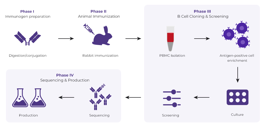 Anti-ID Rabbit Monoclonal Antibody Package Anti-ID Rabbit Monoclonal Antibody Package