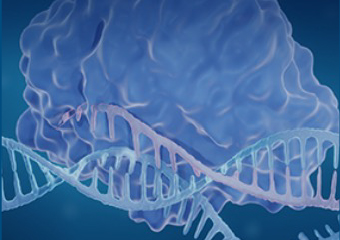 Prime editing guide RNA (pegRNA) Synthesis Service