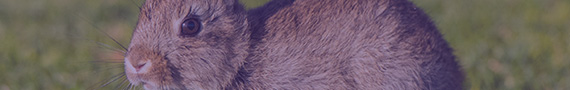 Rabbit mAb Generation