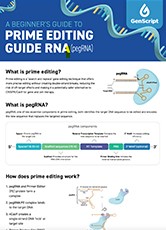 A Beginner’s Guide to Prime Editing Guide RNA (pegRNA) 