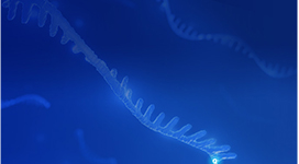 qPCR Probes and Primers