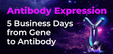 Discover how TurboCHO™ delivers your antibody in just 5BDs!