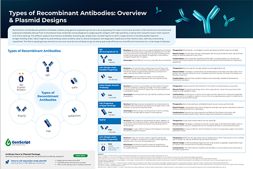 Infographic: Types of Recombinant Antibodies: Overview & Plasmid Designs